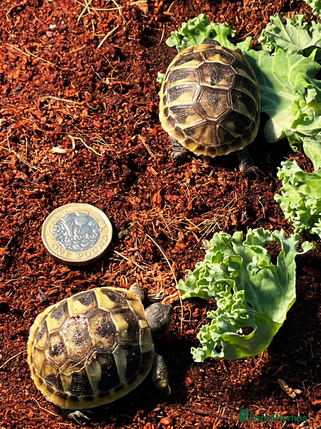 Tortoise reptiles for sale: Baby Herman Tortoise for sale - Advert 3
