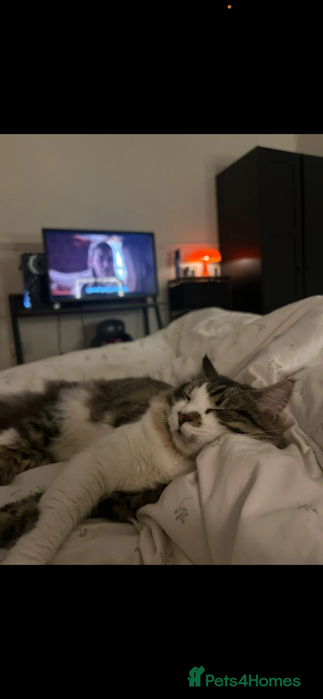 British Longhair cats for sale: Loving male cat for rehoming  - Advert 2