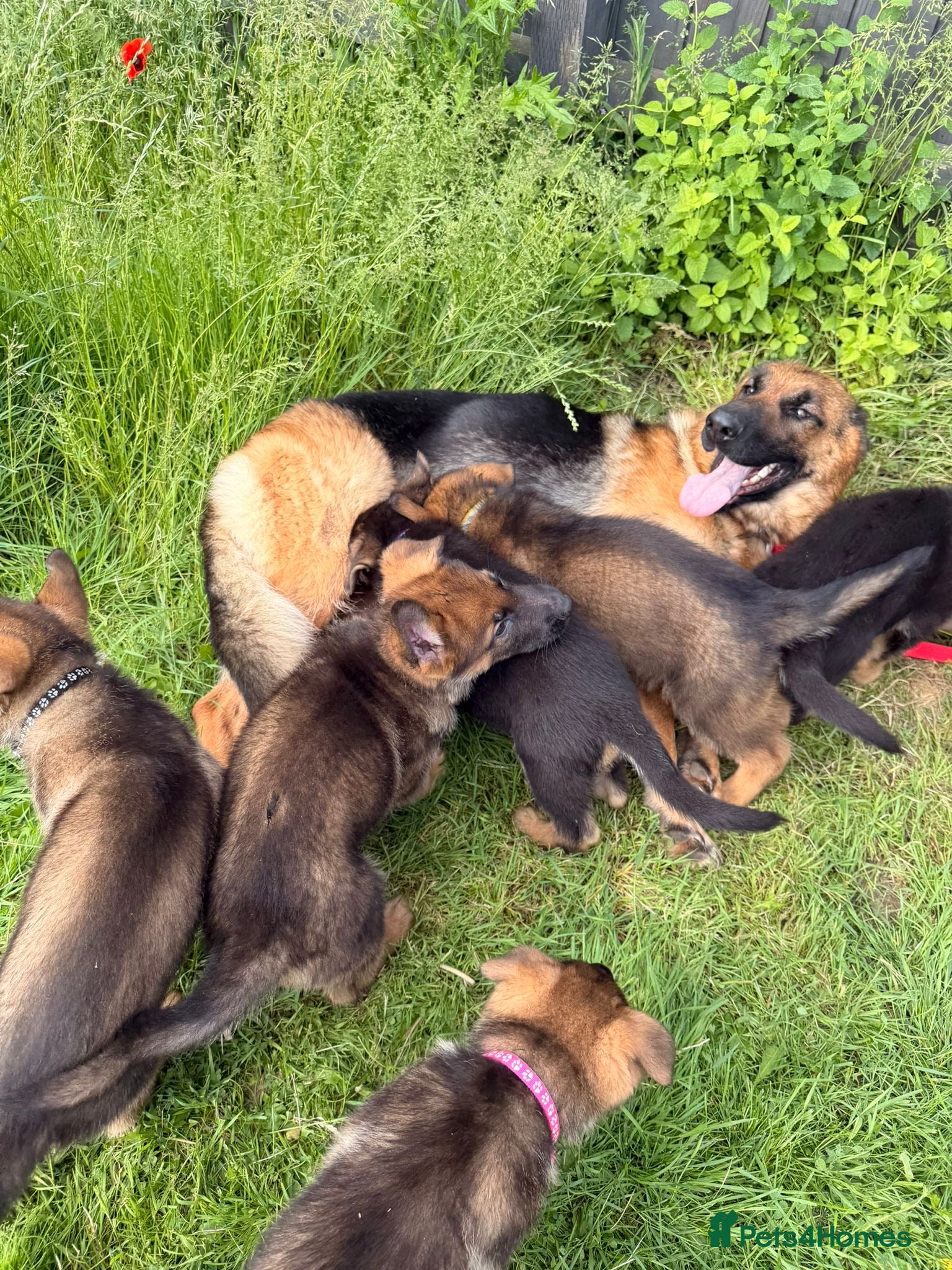 German Shepherd dogs for sale: Beautiful German Shepherd Pups  - Advert 11