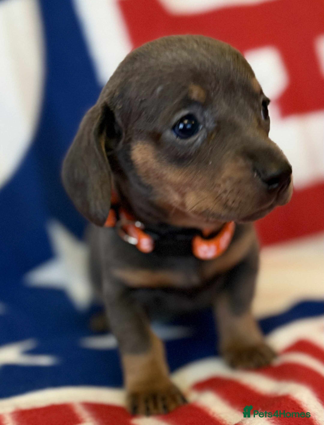 Dachshund dogs for sale: Beautiful Dachshund puppies - Advert 14