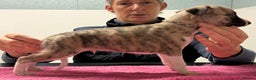 Whippet dogs for sale: Whippet boy - Advert 5