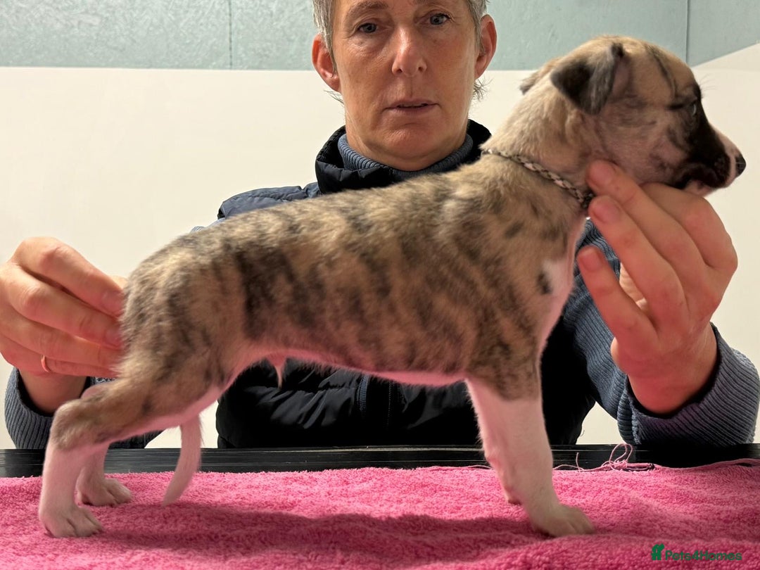 Whippet dogs for sale: Whippet boy - Advert 5