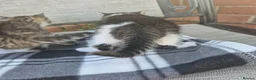 Siberian cats for sale: Gorgeous Siberian x Korat kittens - Advert 6