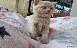 British Shorthair cats for stud: GCCF Active BLUE BOY for stud 💙 in Bexleyheath - Image 13