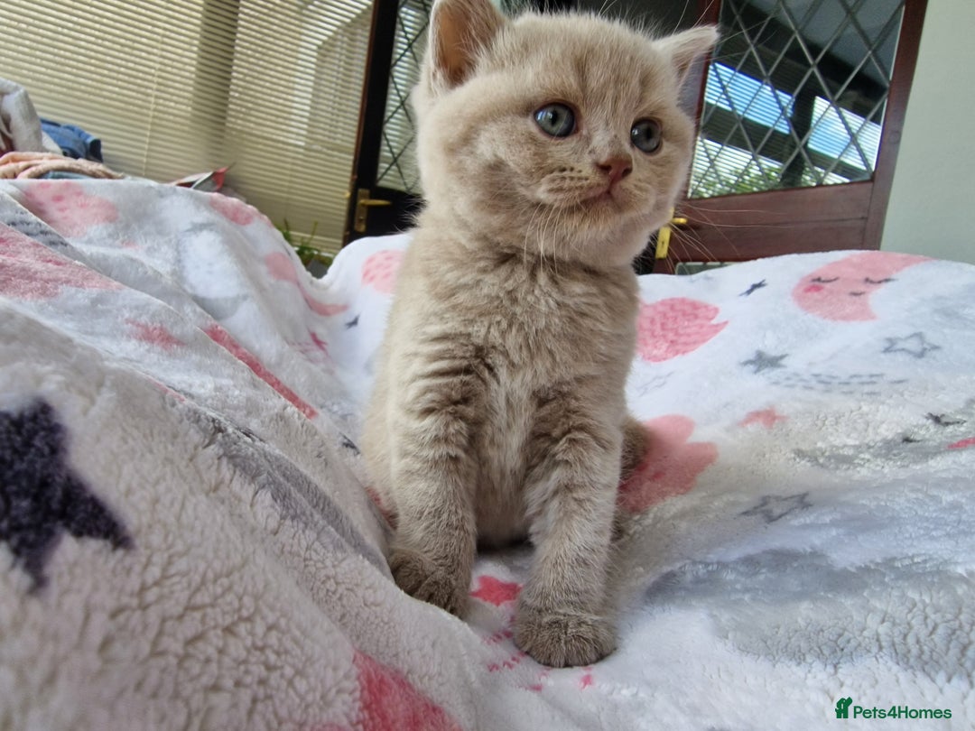 British Shorthair cats for stud: GCCF Active BLUE BOY for stud 💙 in Bexleyheath - Image 13