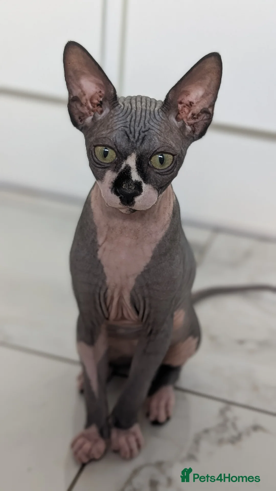 Sphynx cats for sale: 6 month female sphynx kitten - Advert 3