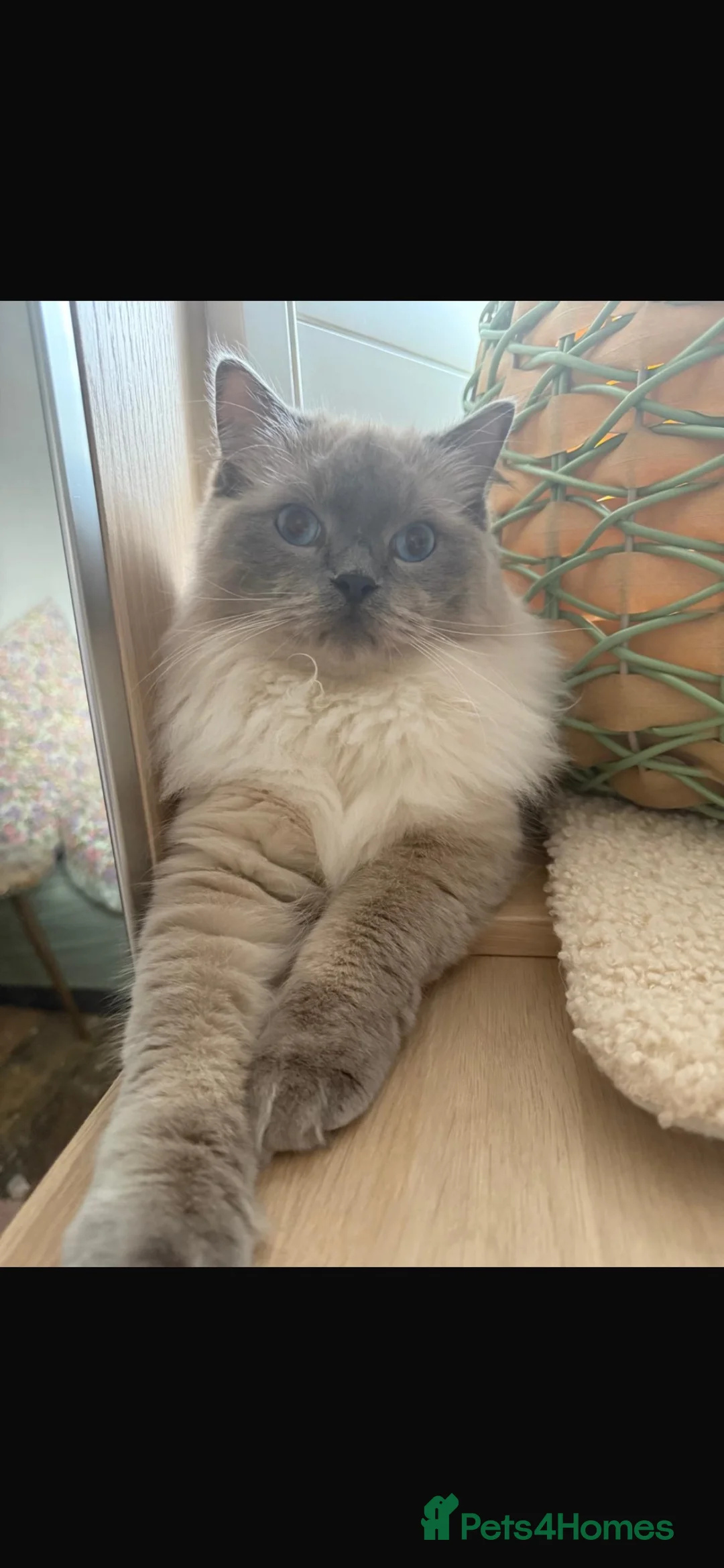 Ragdoll cats for sale: 1 year old rag doll boy  - Advert 6