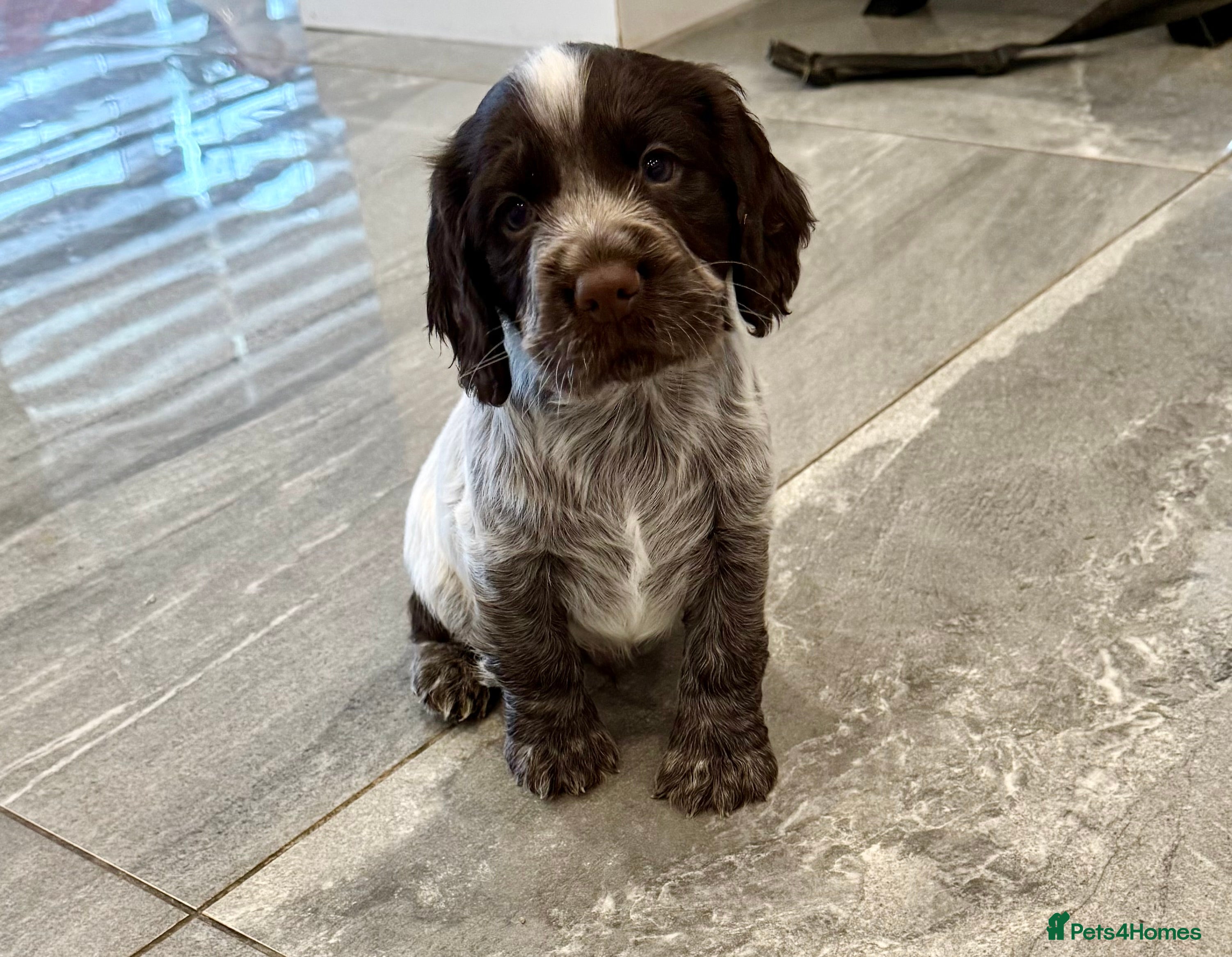 Cocker Spaniel dogs Pedigree Cocker Spaniel Boy - Advert 1