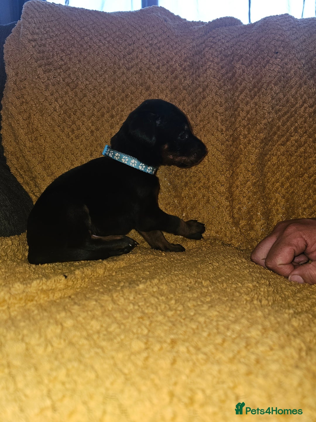 Dobermann dogs for sale: ☆☆DOBERMAN PUPPIES FOR SALE ☆☆ - Advert 24