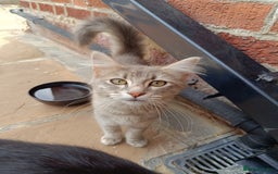 Mixed Breed cats for sale: Adorable kitties ready to go.  - Image 2