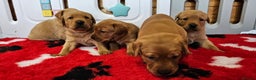 Labrador Retriever dogs for sale: 6 STUNNING KC REG FOX RED LABRADORS  - Advert 4