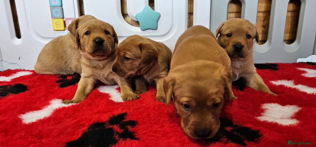 Labrador Retriever dogs for sale: 6 STUNNING KC REG FOX RED LABRADORS  - Advert 4