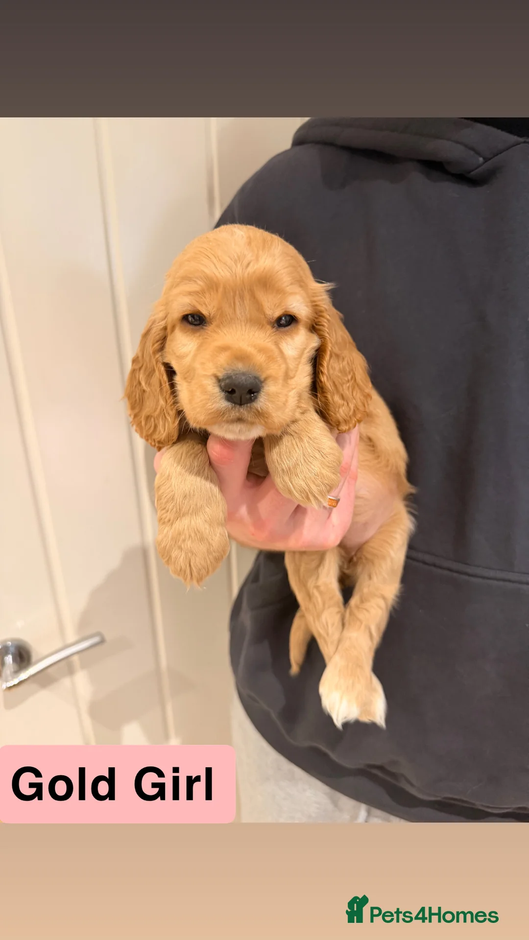 Cockapoo dogs for sale: Cockapoos  - Advert 5