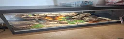 Corn Snake reptiles for sale: Corn snake and vivarium  in Billingshurst - Advert 3