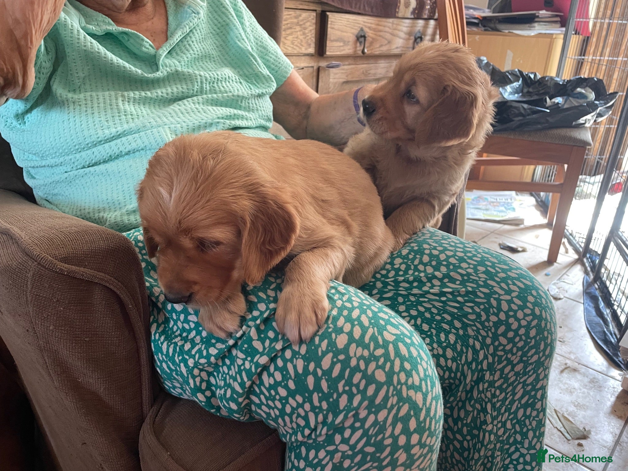 Golden Retriever dogs Two male pups  - Advert 1
