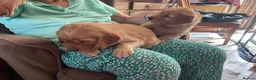 Golden Retriever dogs for sale: Two male pups  - Advert 3