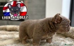 French Bulldog dogs for sale: Exclusive French bulldog puppies  - Image 4