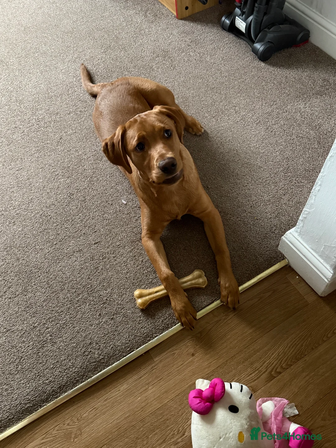 Labrador Retriever dogs for sale: Red Fox Lab Pedigree For Sale - Advert 4