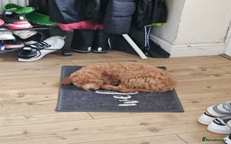 Cockapoo dogs for sale: 15 week old female Cockapoo - rehoming - Image 4