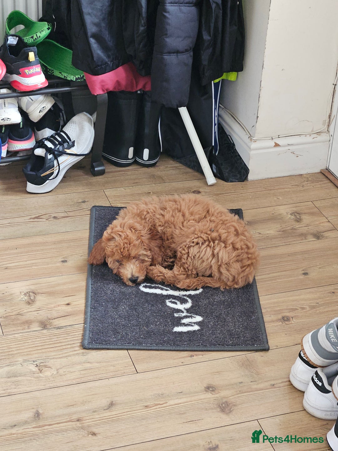 Cockapoo dogs for sale: 15 week old female Cockapoo - rehoming - Image 4