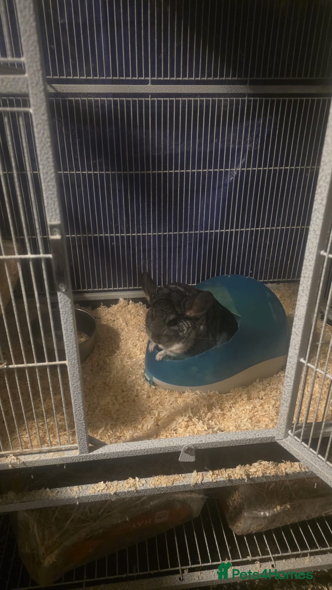 Chinchilla rodents for sale: 2 one year old male chinchillas - Advert 4