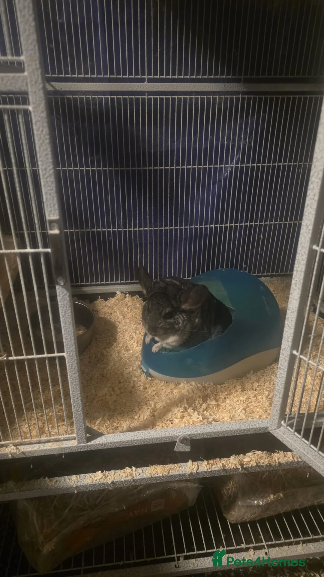 Chinchilla rodents for sale: 2 one year old male chinchillas - Advert 4