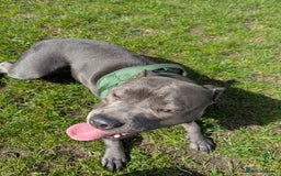 Staffordshire Bull Terrier dogs for sale: Blue female staff for sale  - Image 16