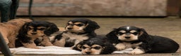 Cocker Spaniel dogs for stud: KC reg show cocker spaniel, proven health tested  - Advert 24