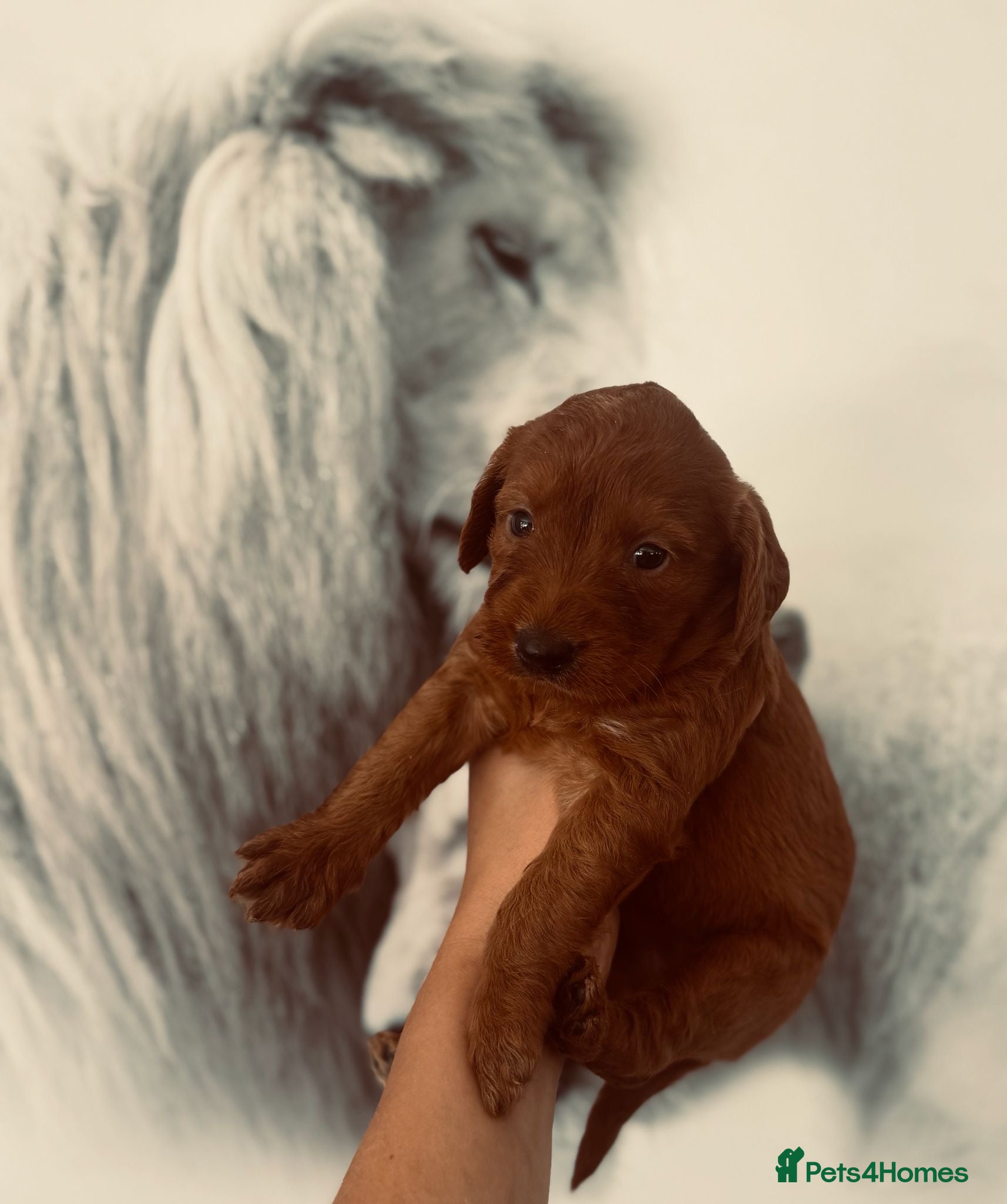 Labradoodle dogs Mini labradoodle excessively health tested. F1  - Advert 9