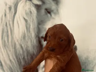 Labradoodle dogs Mini labradoodle excessively health tested. F1 - Advert 9