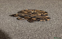 Python Snake reptiles for sale: Royal ball python For Rehoming - Advert 6