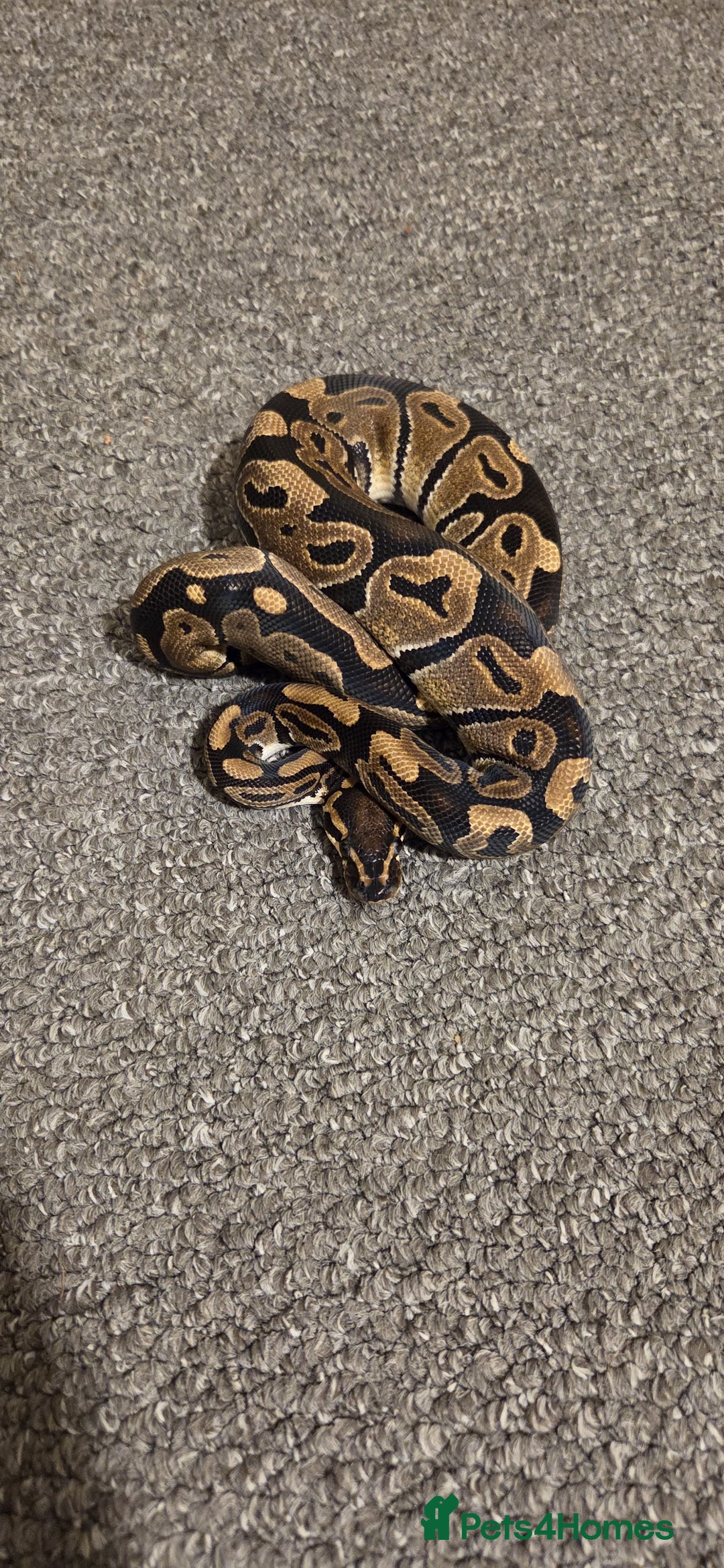 Python Snake reptiles for sale: Royal ball python For Rehoming - Advert 6