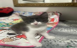 Mixed Breed cats for sale: Mix maine cone kittens  - Image 16