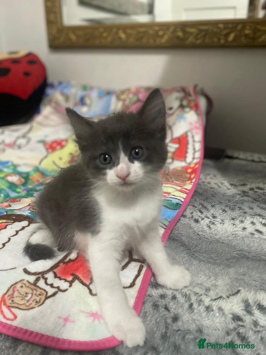 Mixed Breed cats for sale: Mix maine cone kittens  - Image 16