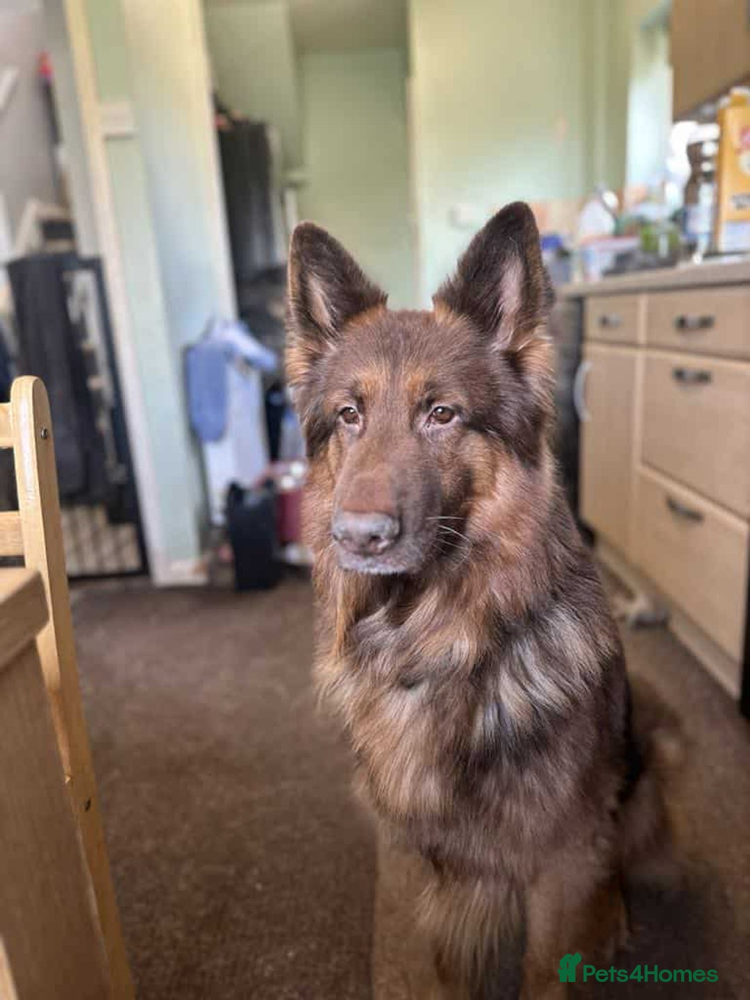 German Shepherd dogs for sale: READY TO leave 1 left German Shepherd kc reg pups - Advert 29