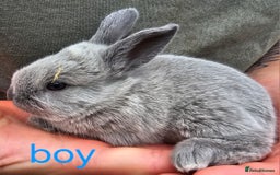 English Spot rabbits for sale: Rabbits for sale  - Image 2