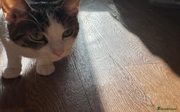 Mixed Breed cats for sale: Gorgeous year old girl  - Image 6