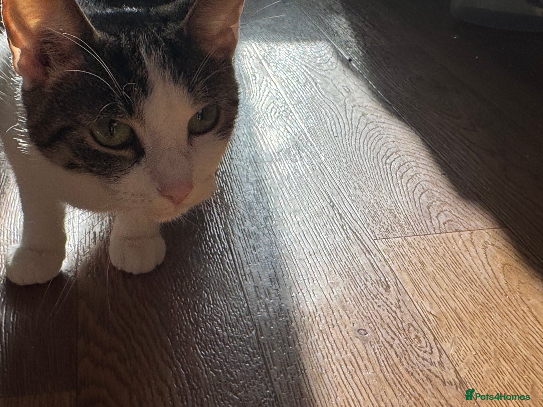 Mixed Breed cats for sale: Gorgeous year old girl  - Image 6