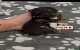 Chihuahua dogs for sale: X7 chihuahua puppies  - Image 12