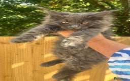 Maine Coon cats for sale: STUNNING MAINE COON SMOKE (tica activereg ) - Image 16