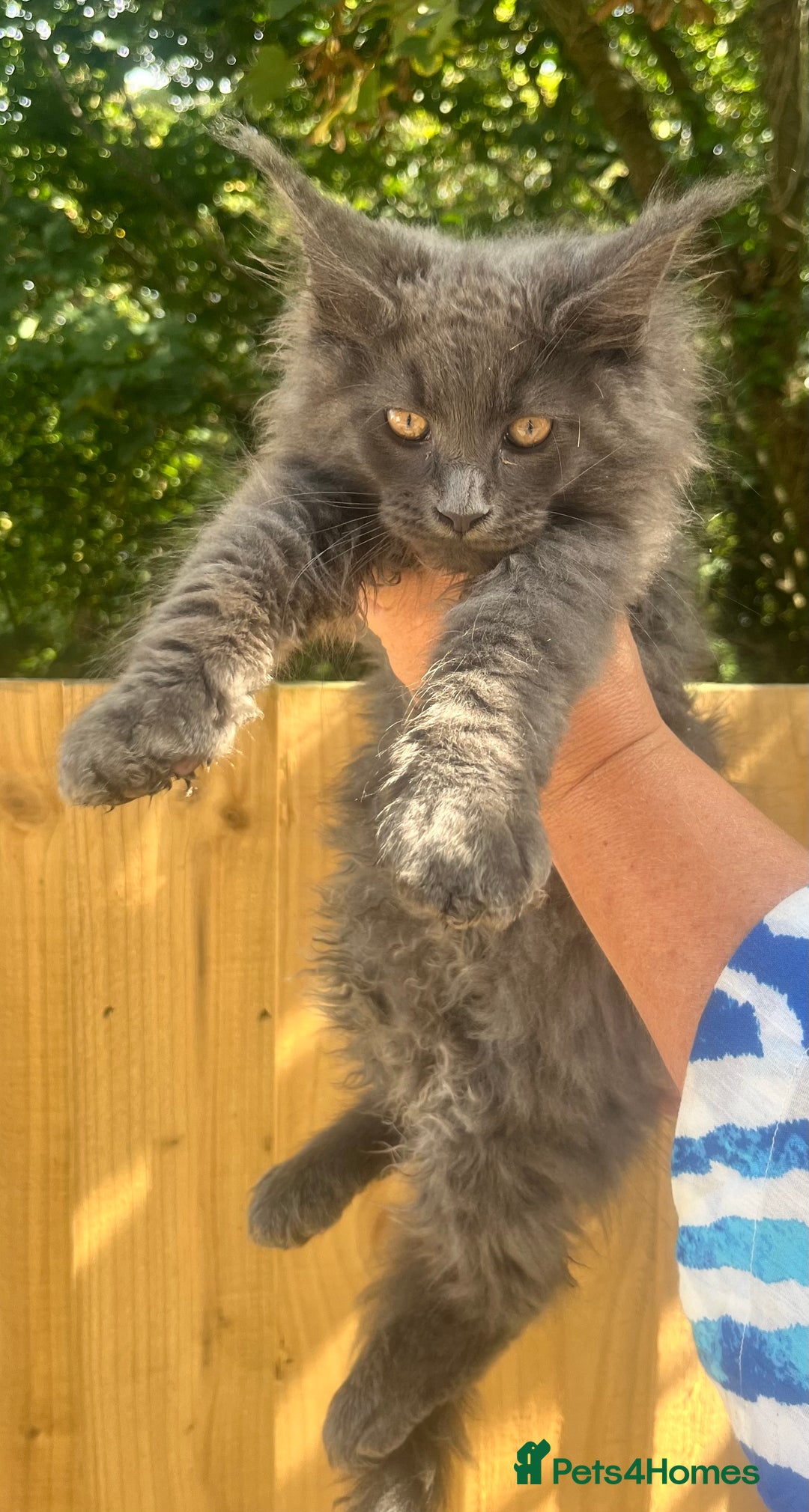 Maine Coon cats for sale: STUNNING MAINE COON SMOKE (tica activereg ) - Image 16