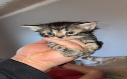 Mixed Breed cats for sale: Kittens for sale  - Image 6