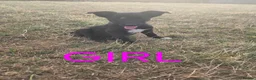 Border Collie dogs for sale: Beautiful border collies  in Abergele - Advert 13