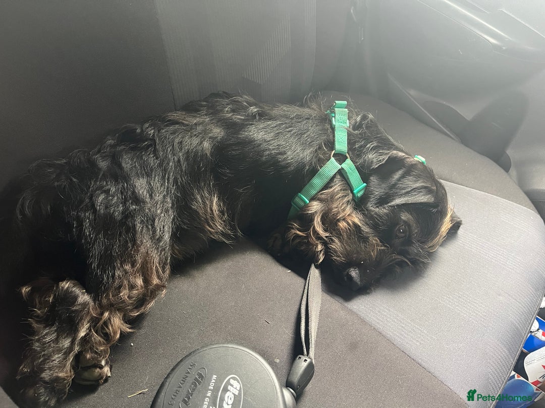 Miniature Dachshund dogs for sale: ROSS MINIATURE WIRE HAIR MALE solid black  - Advert 2