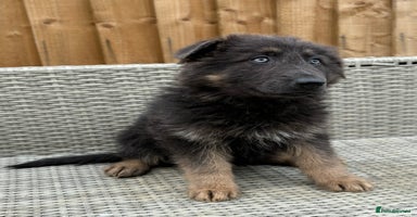 German Shepherd dogs - Advert 1