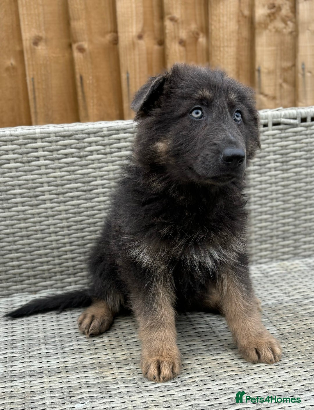 German Shepherd dogs for sale: BIG, CHUNKY German Shepherds! - Image 3