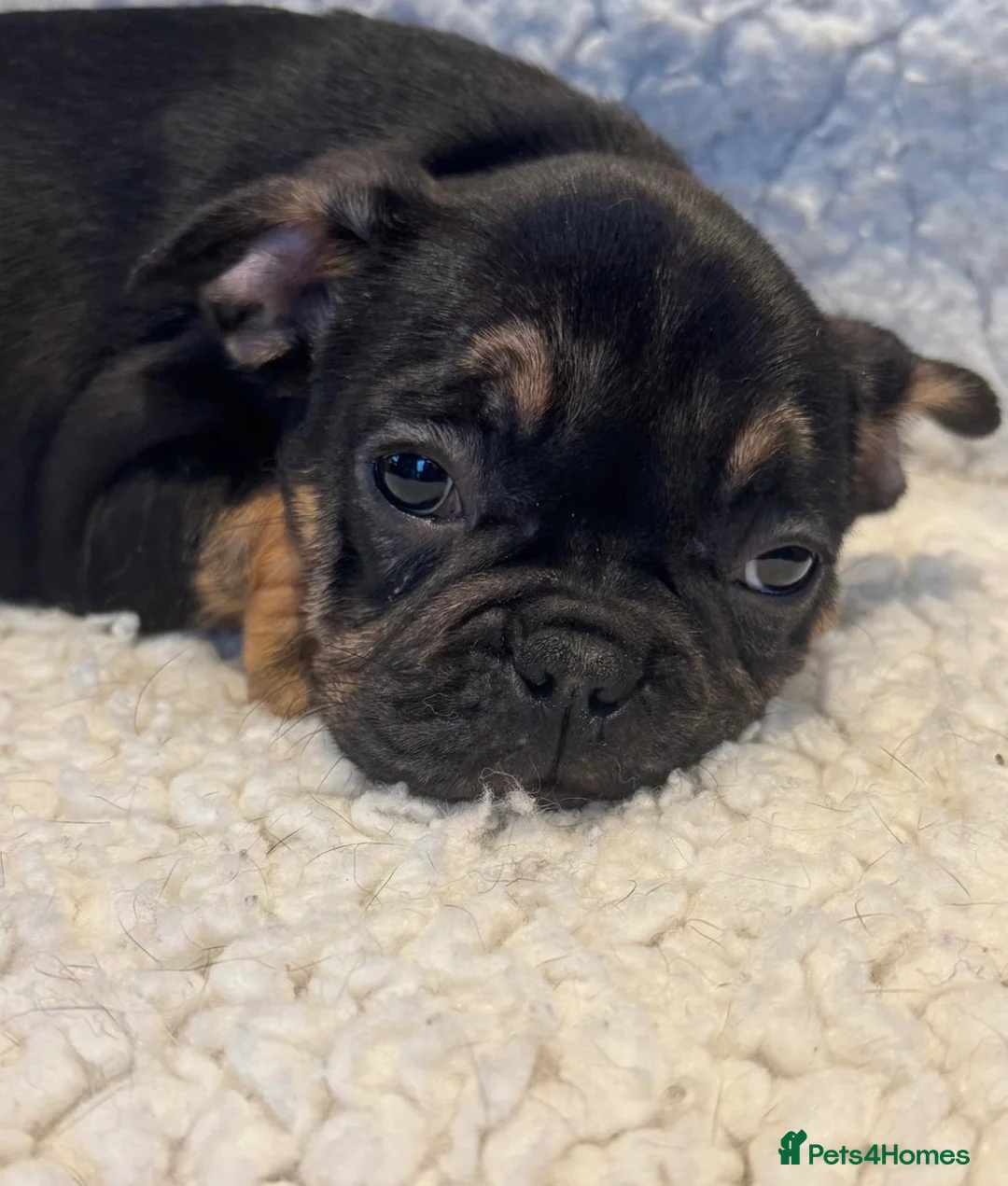 French Bulldog dogs for sale: Beautiful French bulldog puppies - Advert 8