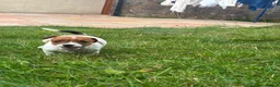 Jack Russell dogs for sale: 5 male Jack Russell puppies ready to go - Advert 31