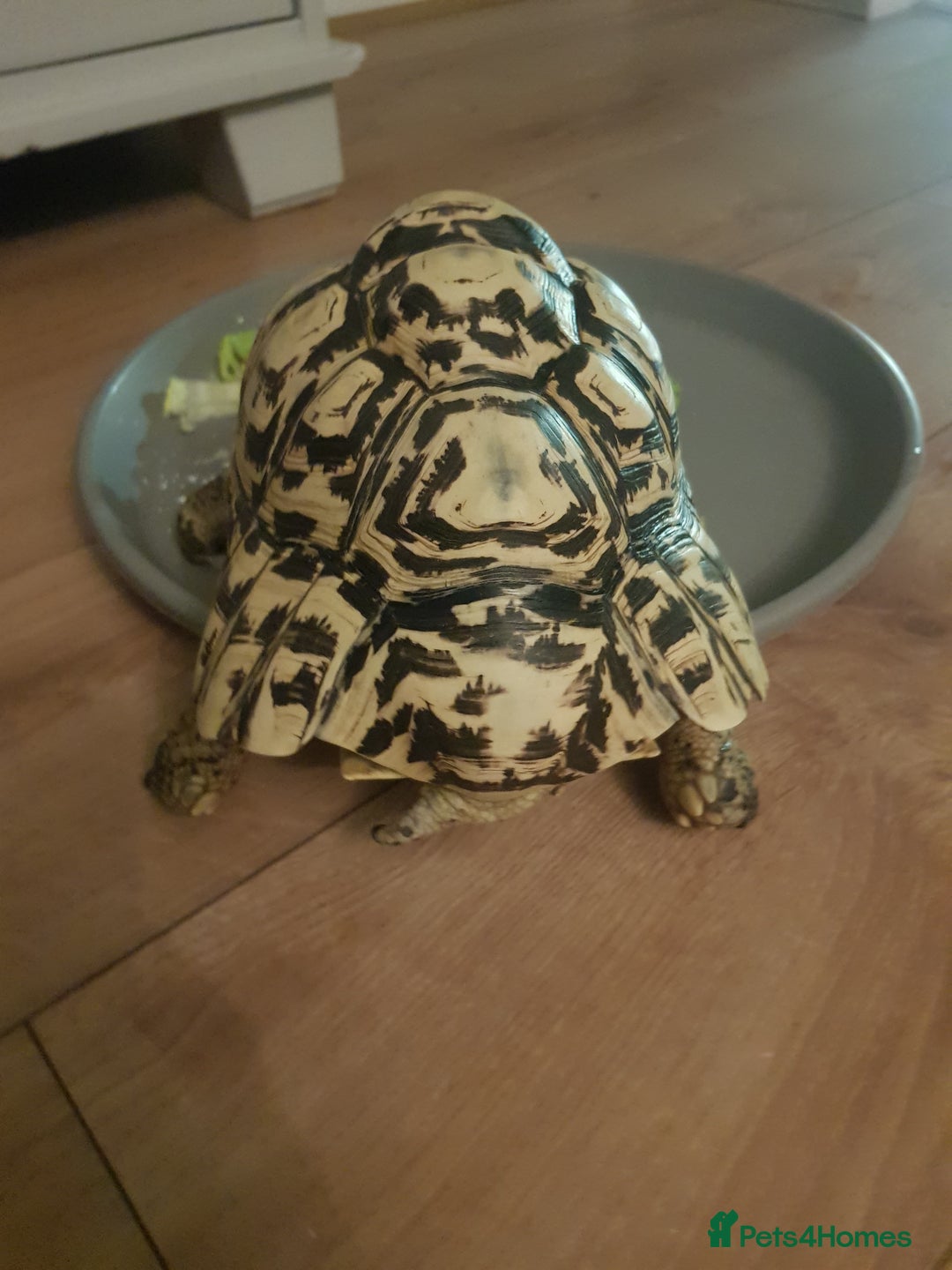 Tortoise reptiles for sale: 11 year old leopard tortoise.  Very friendly  - Advert 2