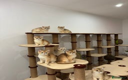 British Shorthair cats for sale: British Shorthair Golden kittens    - Image 17